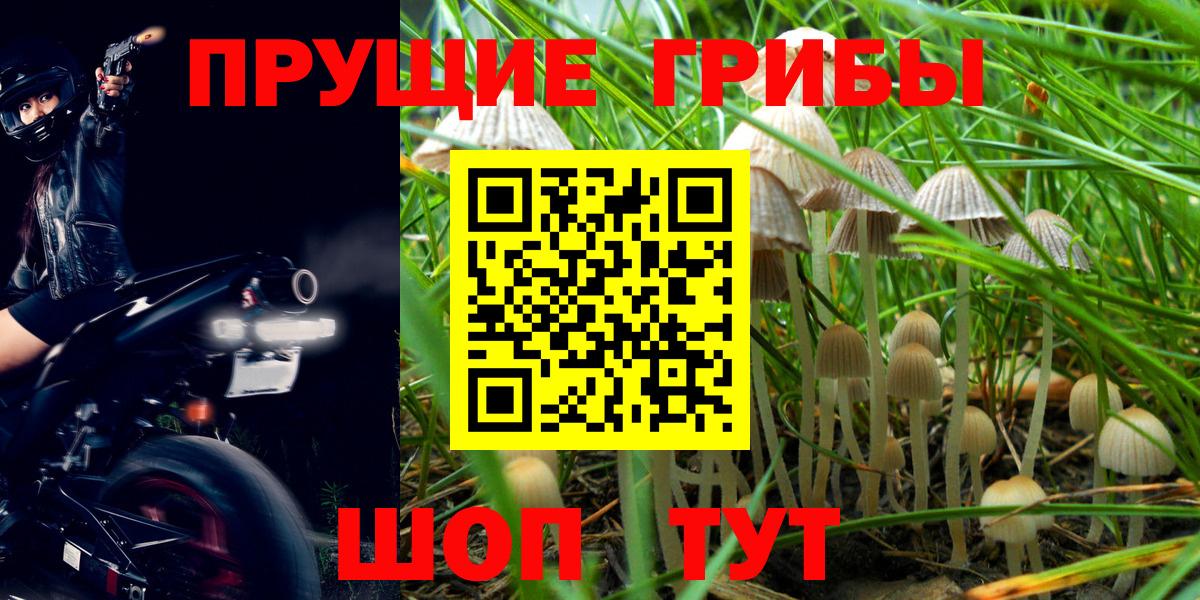 Псилоцибиновые грибы Cubensis Родники